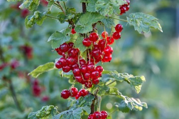 Rote Johannisbeeren an Strauch mit gr&uuml;nen Bl&auml;ttern, Foto: Oliver Giel