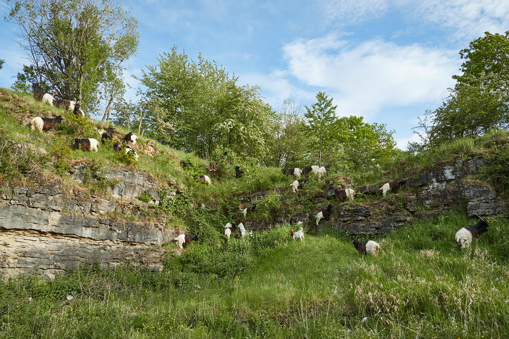 Walliser Schwarzhalsziegen in Steinbruchgel&auml;nde mit Felsvorspr&uuml;ngen und Vegetation, Foto: Oliver Giel