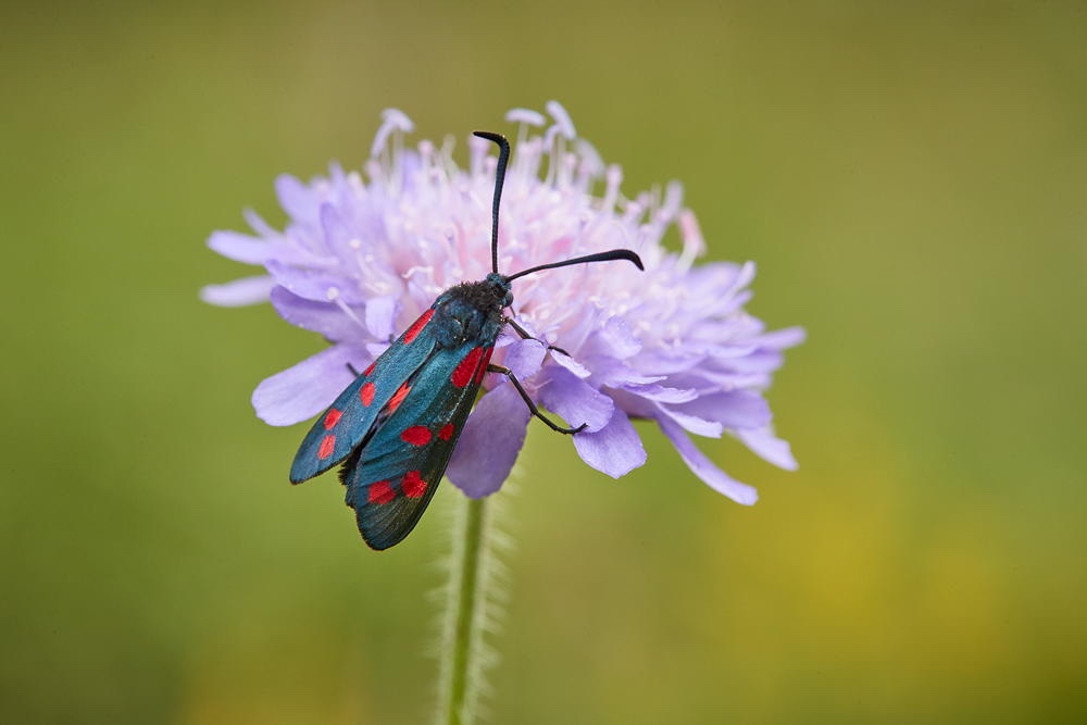 Blutstr&ouml;pfchen, Widderchen an Witwenblume, gr&uuml;ner Hintergrund, Makrofotografie, Foto: Oliver Giel