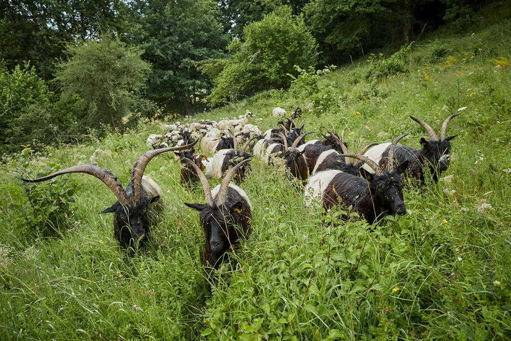 Herde Walliser Schwarzhalsziegen auf Bergweide, schwarz-wei&szlig;e Tiere mit geschwungenen H&ouml;rnern im Grasland, Foto: Oliver Giel