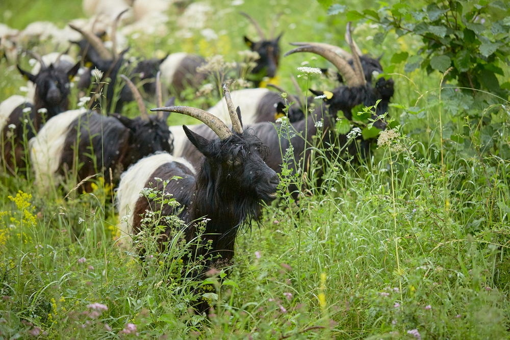 Walliser Schwarzhalsziegen beim Weiden auf Blumenwiese, Foto: Oliver Giel