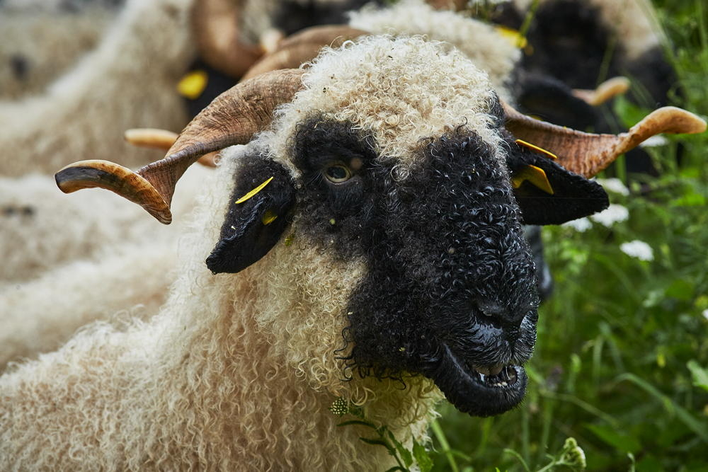 Walliser Schwarznasenschaf mit charakteristischem wei&szlig;em Wollvlies und schwarzem Gesicht, Nahaufnahme, Portr&auml;t, Foto: Oliver Giel