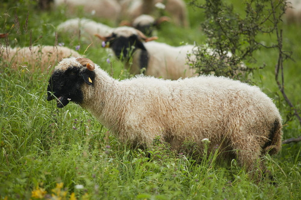 Walliser Schwarznasenschaf mit schwarzem Kopf auf gr&uuml;ner Weide, weitere Schafe im Hintergrund, Foto: Oliver Giel