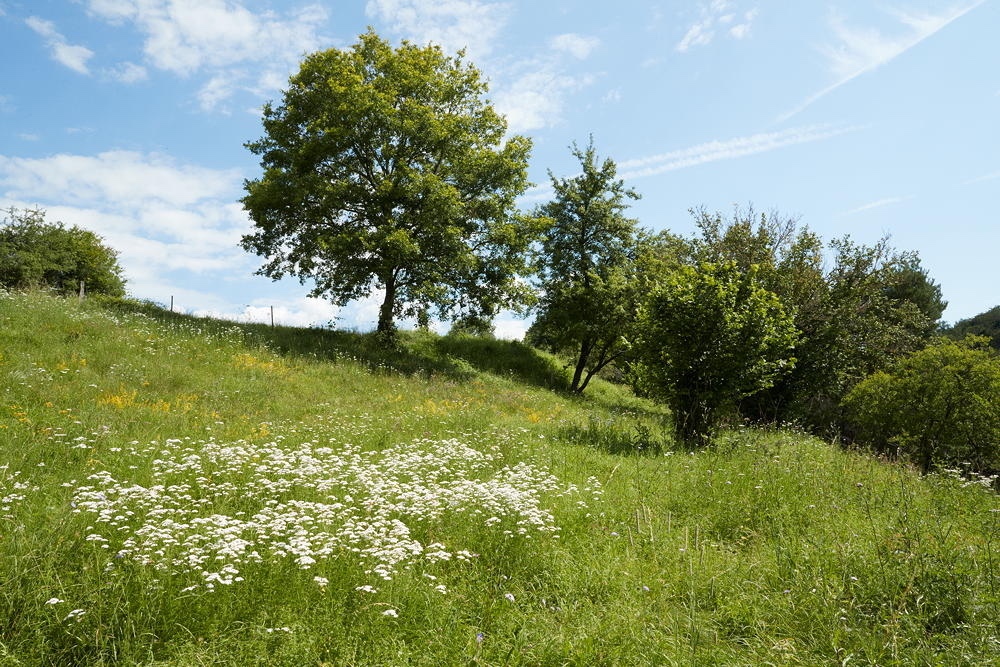 Bl&uuml;tenreiche Sommerwiese mit einzelnen B&auml;umen und Feldrain, Landschaftsfotografie, Foto: Oliver Giel