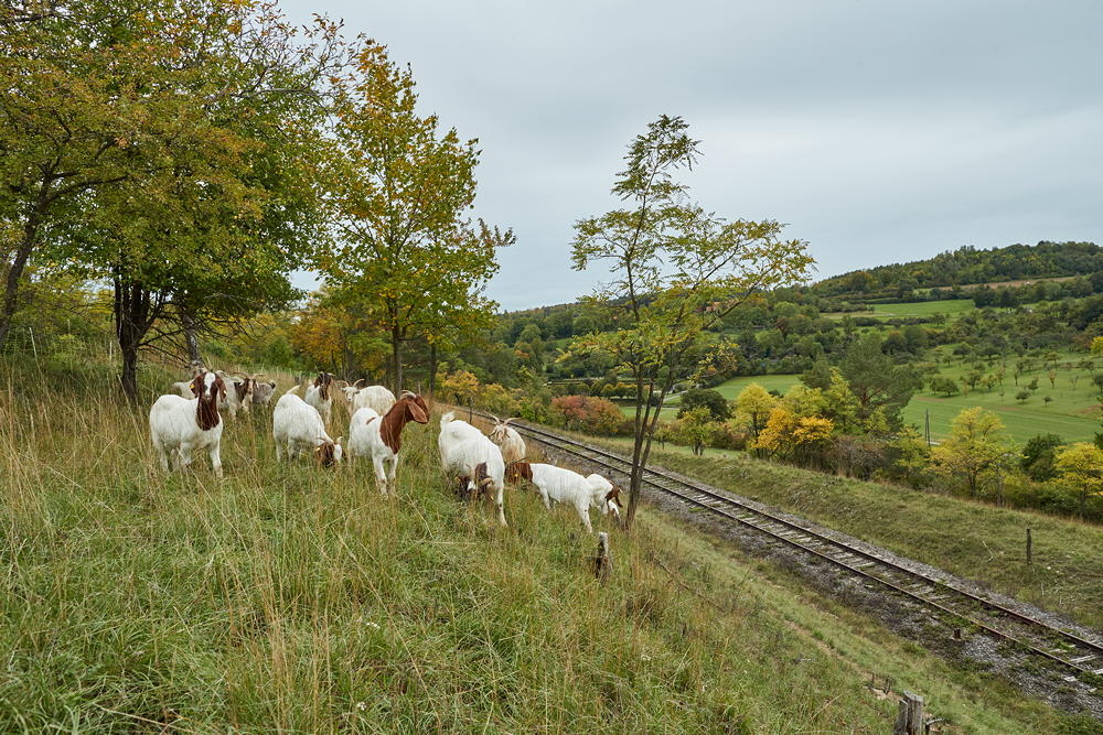Burenziegen auf Weide an alter Bahntrasse, h&uuml;geliges Gr&uuml;nland, Foto: Oliver Giel