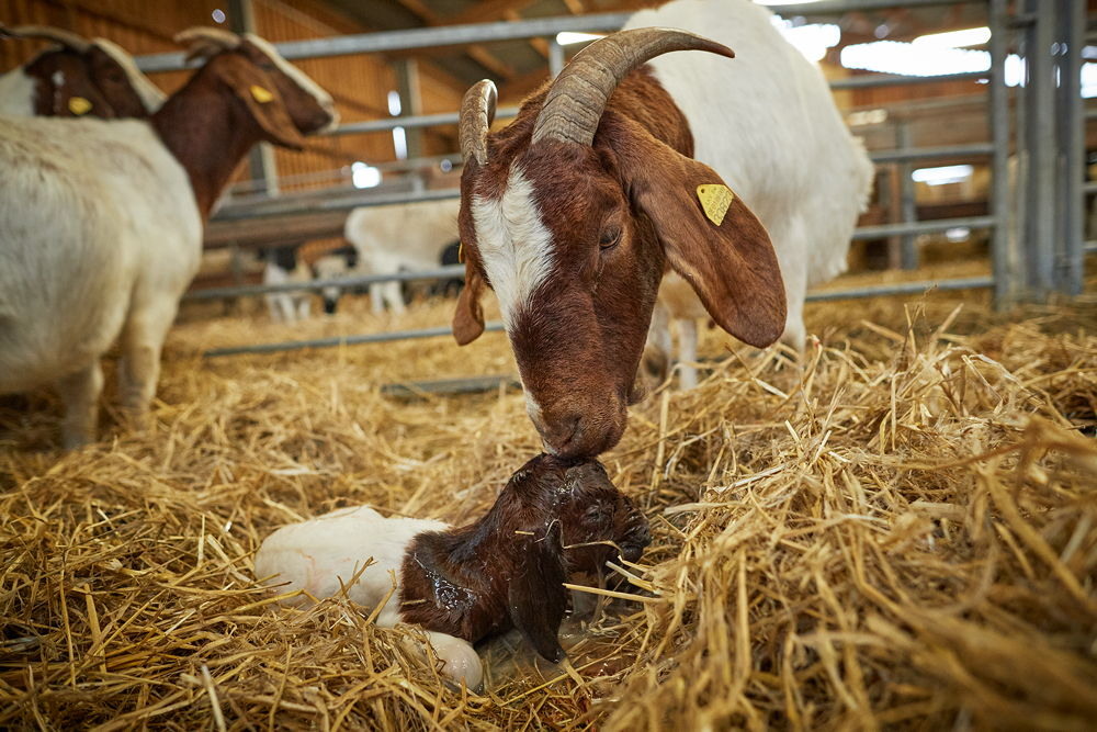 Braune Burenziege mit Kitzen im Stall, Heu, Stallanlage, Foto: Oliver Giel