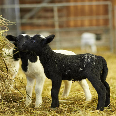 Zwei L&auml;mmer im Schaftstall bei Kr&uuml;ger-Land. Ein schwarzes und ein wei&szlig;-schwarzes Lamm. Stehen im Stroh und fressen an einer Heuraufe. 