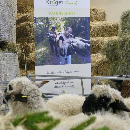 Schafe vor Kr&uuml;ger-Land Patenschafts-Ausstellungstafel mit Informationsmaterial und Heu